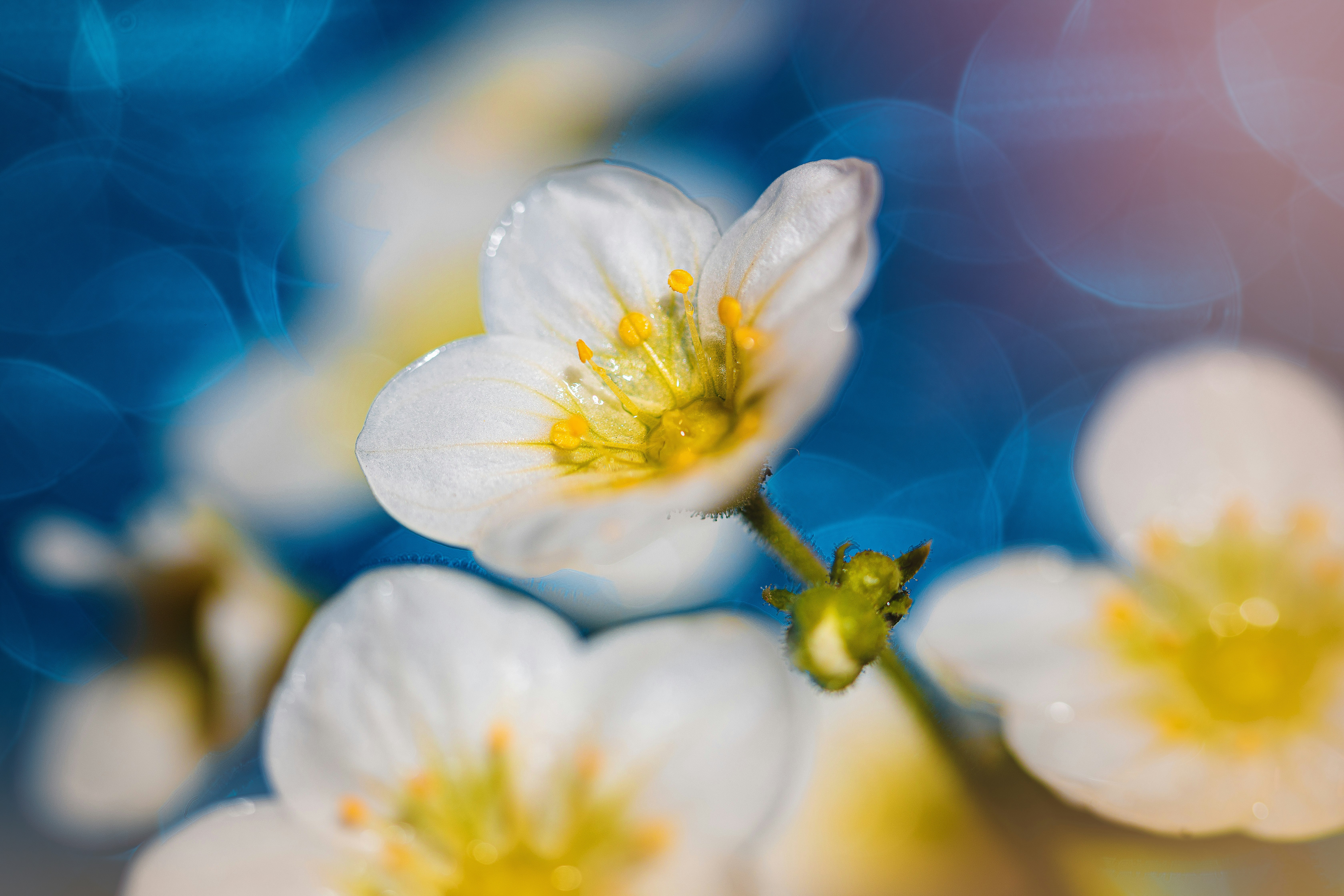 white flower in tilt shift lens